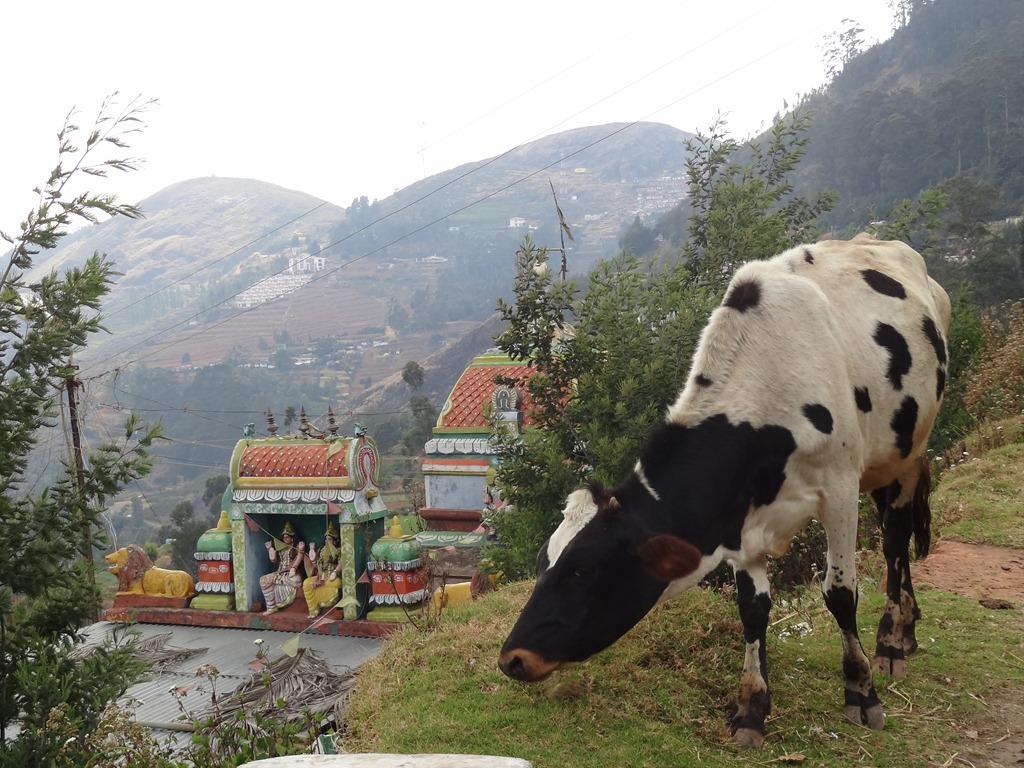cow_and_temple