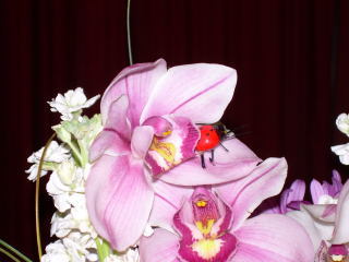 Ladybird on orchids